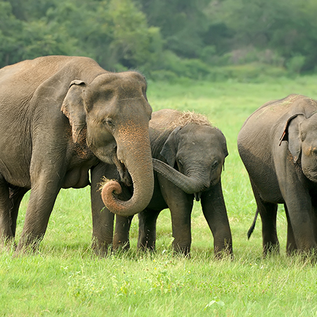 Elephant Nature Park