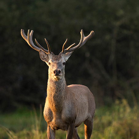 Red Deer at Coole