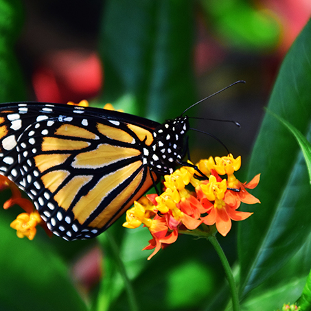 Monarch Butterfly