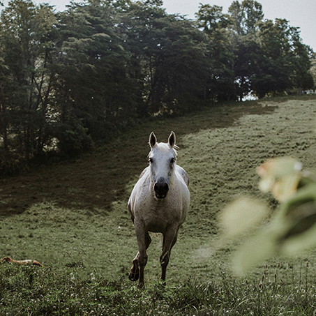 Grey Arabian Horse
