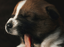 Animals Animals